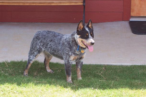 Australian Cattle Dog photos complements of Whitehouse Ranch