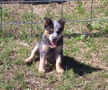 Australian Cattle Dog photos complements of Whitehouse Ranch